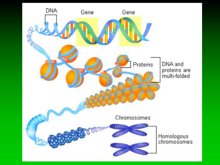 进化生物学第9章生物遗传系统的进化电子教案课件.ppt_第3页