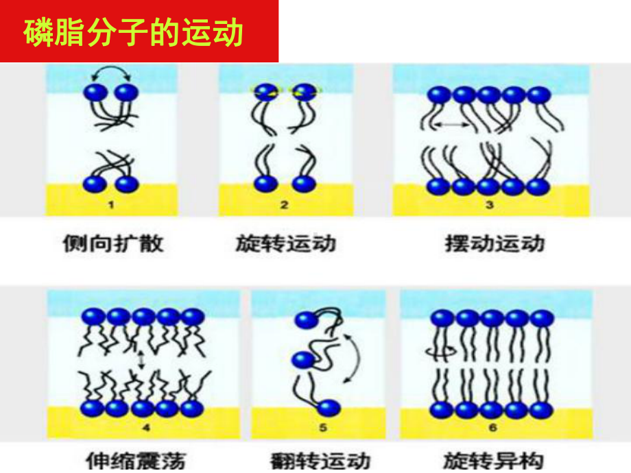 第4章细胞的物质输入与输出课件13.ppt_第3页