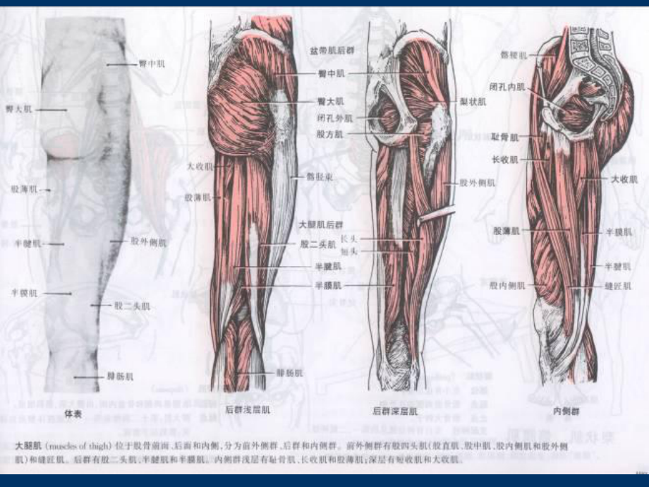 运动下肢的主要肌群课件.pptx_第2页