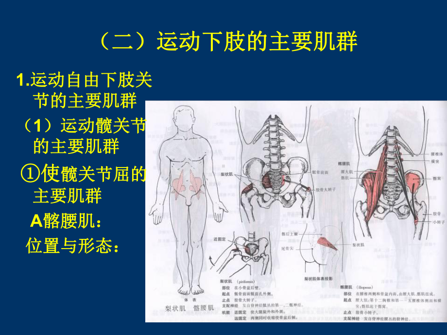 运动下肢的主要肌群课件.pptx_第3页