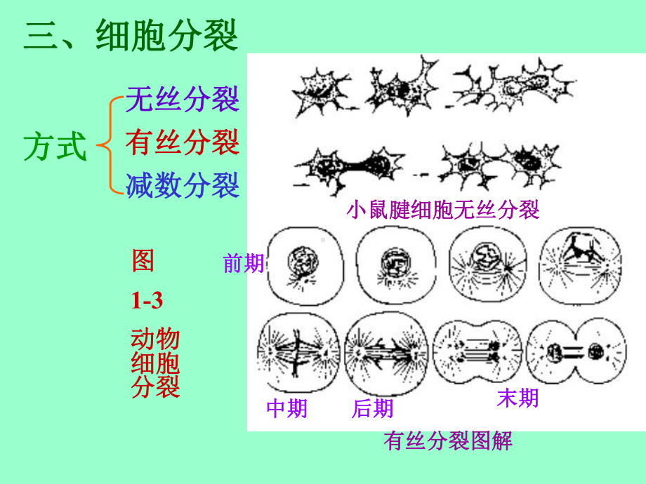 第一动物体的基本结构与机能[课件].pptx_第2页