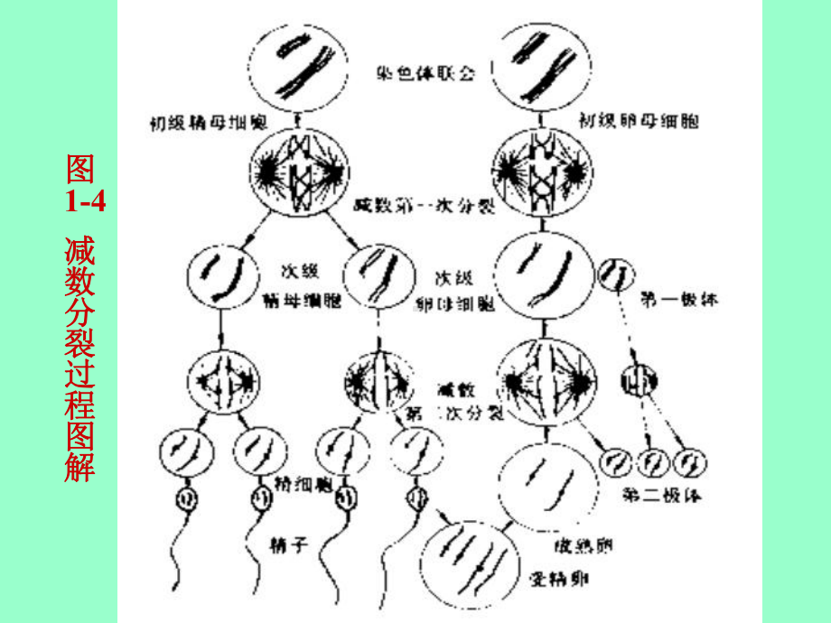 第一动物体的基本结构与机能[课件].pptx_第3页