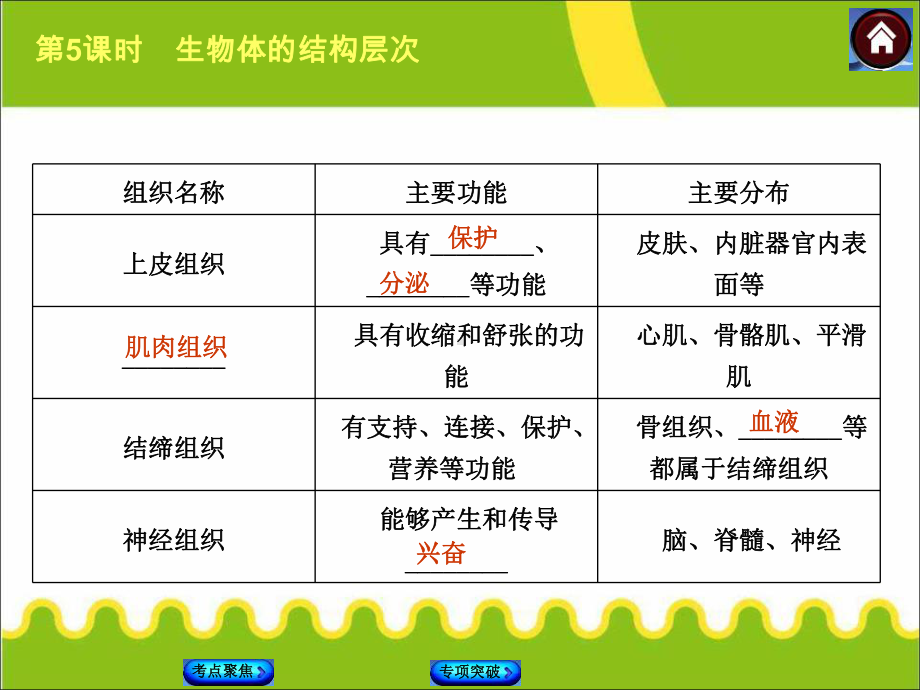 生物体的结构层次范本课件.pptx_第3页