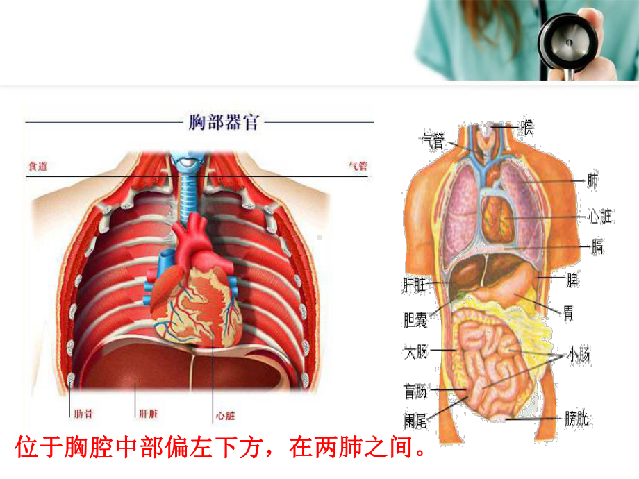 生理学心脏的泵血功能1课件.ppt_第3页