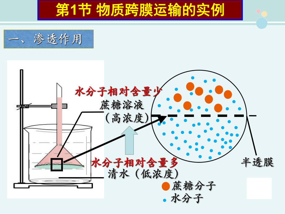 细胞的物质输入与输出复习-完整课件.ppt_第2页