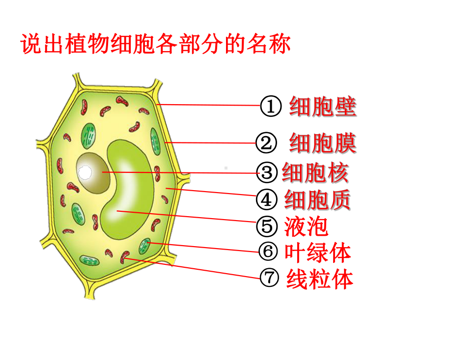 第二节细胞的分裂和分化课件2021-2022学年济南版七年级上册生物.ppt_第1页