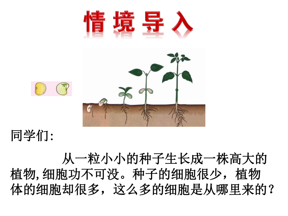 第二节细胞的分裂和分化课件2021-2022学年济南版七年级上册生物.ppt_第3页