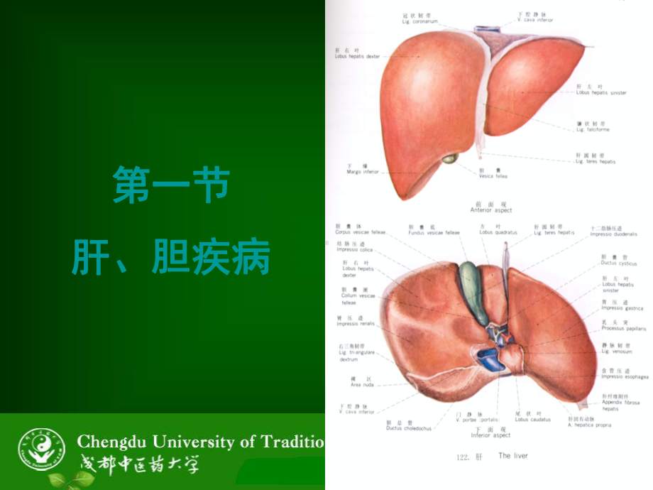 超声诊断-腹部肝胆脾胰等诊断课件.ppt_第3页