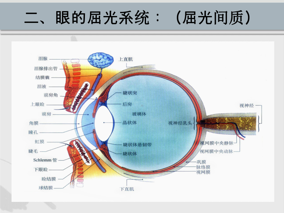 眼保健常识与眼外伤分类课件.pptx_第3页