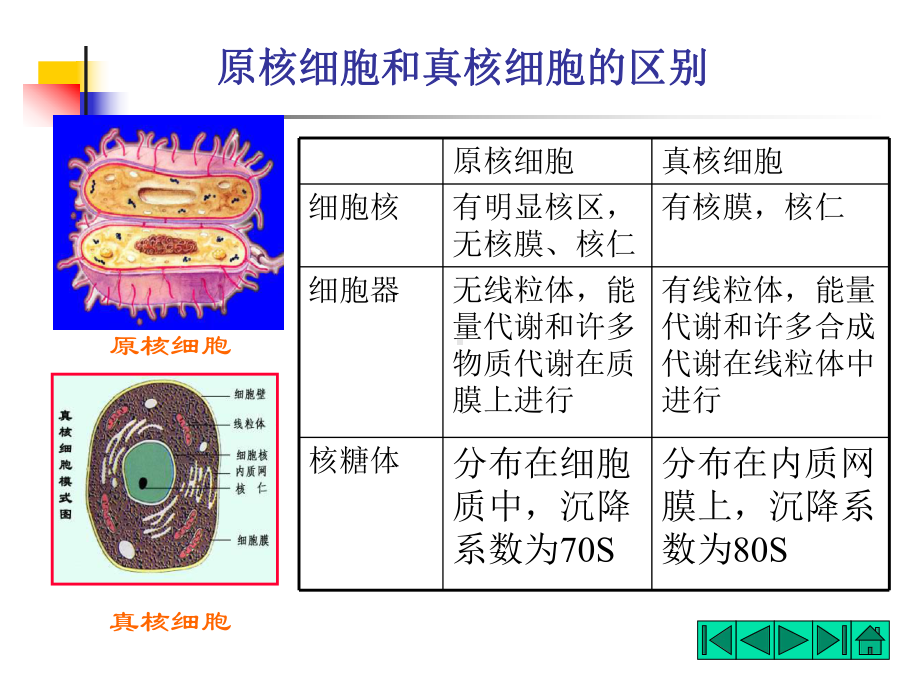 第二原核微生物的形态和构造[课件].pptx_第1页