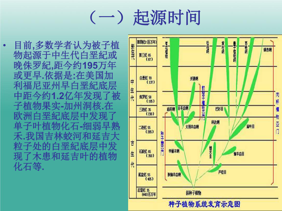 被子植物的起源课件.ppt_第3页