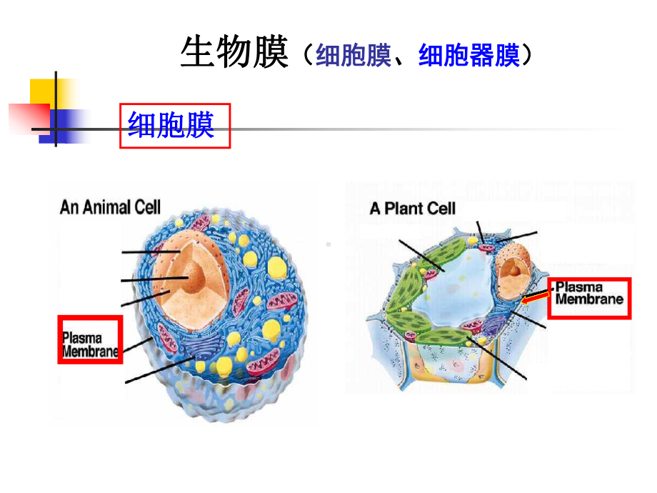 第18章生物膜与物质运输课件.ppt_第2页