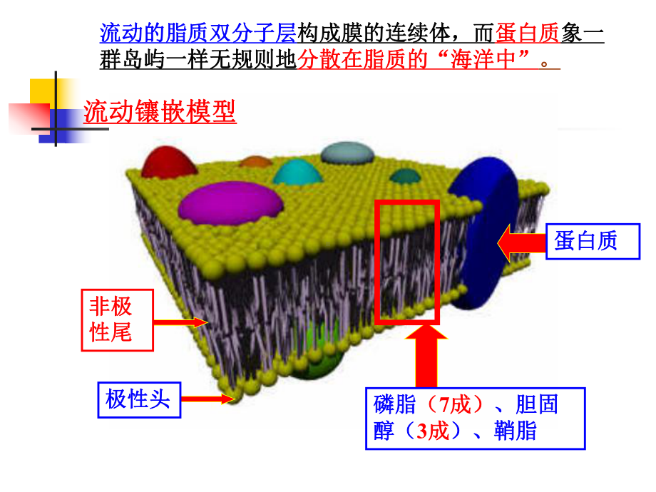 第18章生物膜与物质运输课件.ppt_第3页