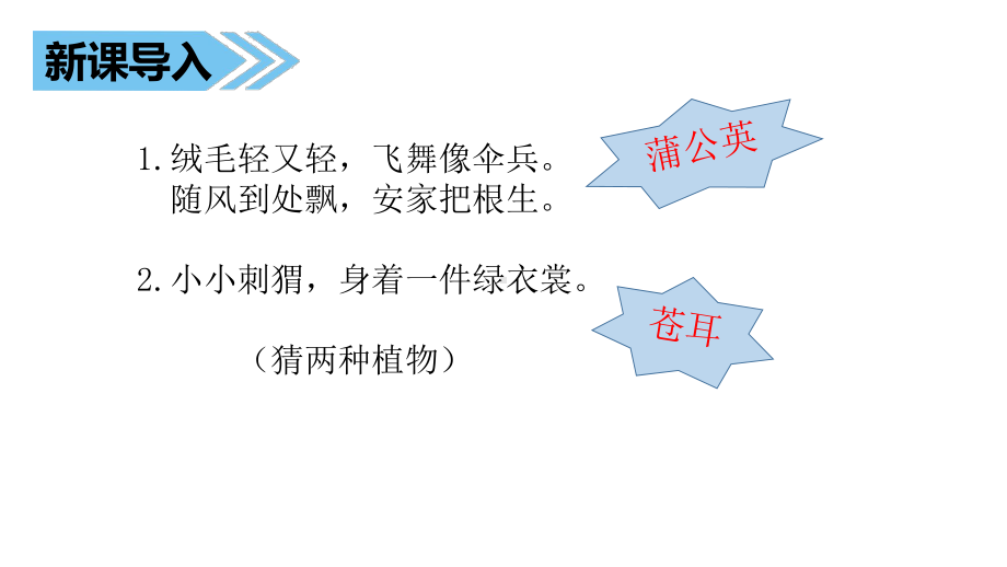 苏教版三年级下语文课件6“小伞兵”和“小刺猬”优选课件.ppt_第1页