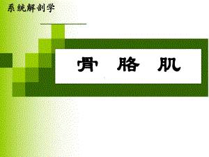 系统解剖学-运动系统肌学PP课件.ppt