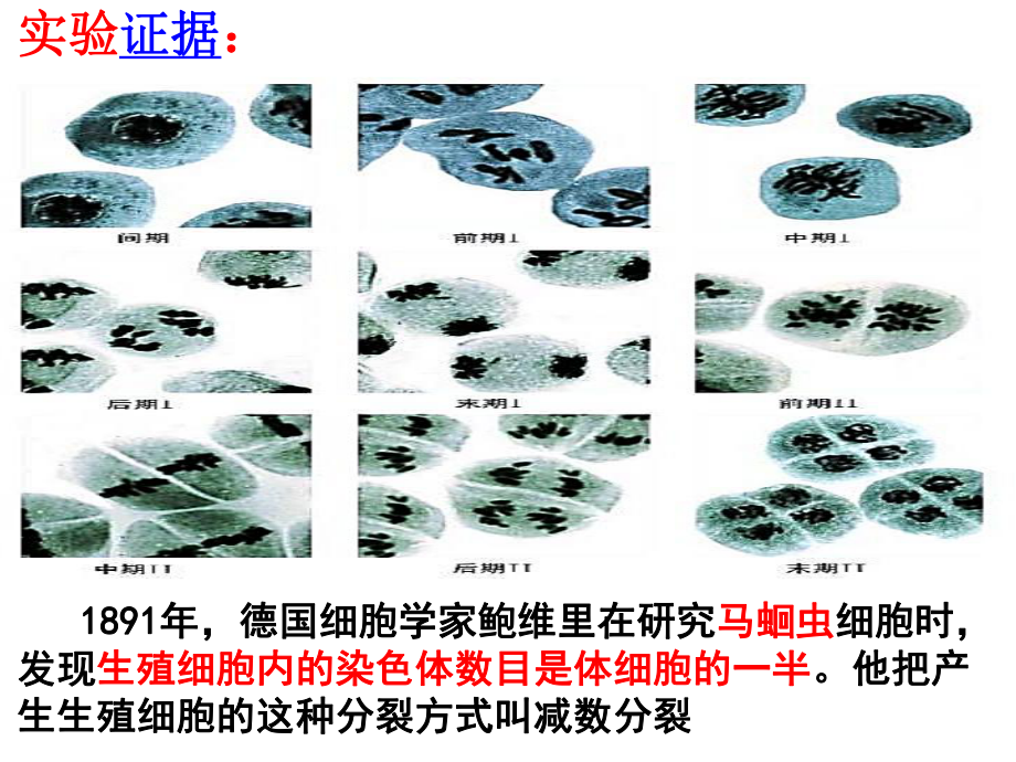 第一节减数分裂与配子形成课件.pptx_第3页