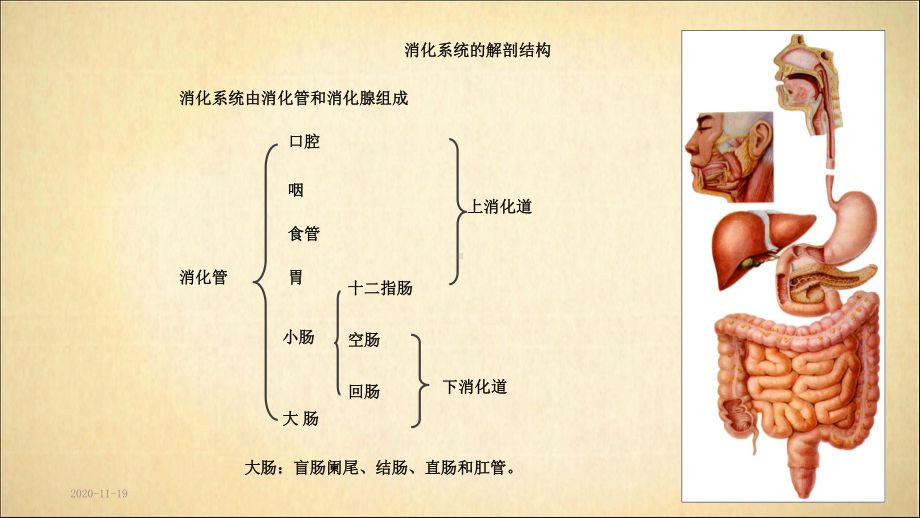 系统解剖学之消化系统(最新课件).ppt_第3页