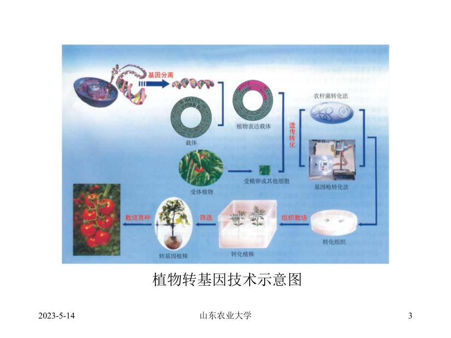 畜牧兽医2生物技术知识蚕桑生物技术之一B课件.pptx_第3页