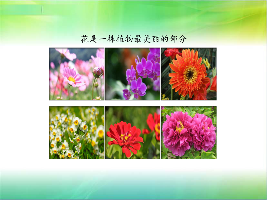 粤教粤科版小学科学三年级下册科学课件315-植物的花-粤教版-.pptx_第2页