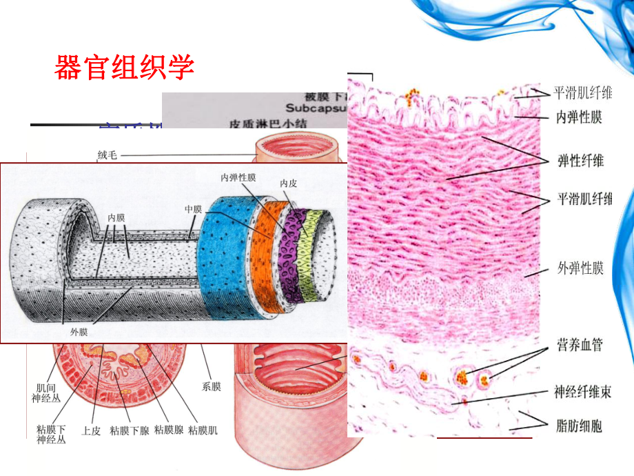 组胚学课件循环系统.ppt_第2页