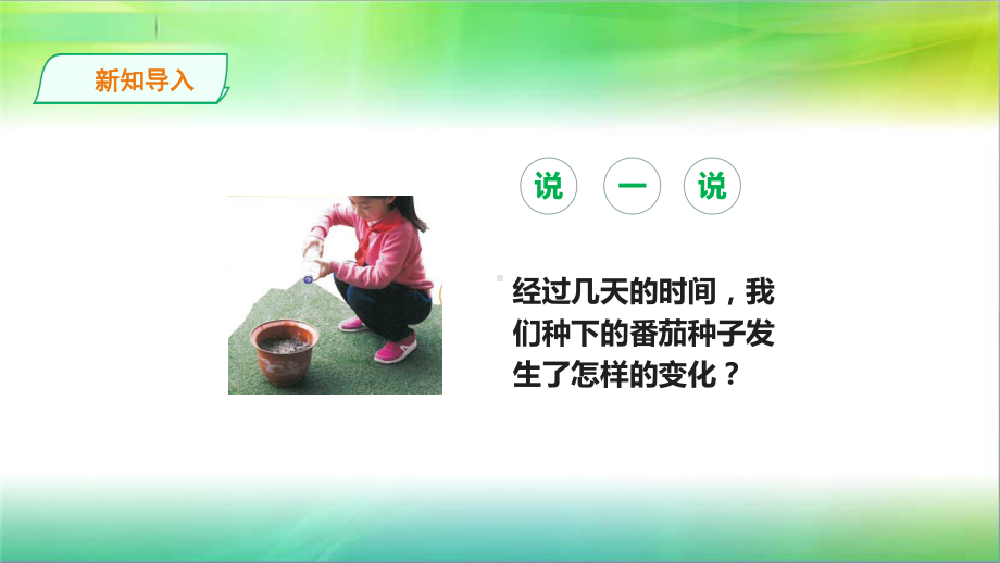 苏教版小学新版科学三年级下12《幼苗长大了》课件.ppt_第2页