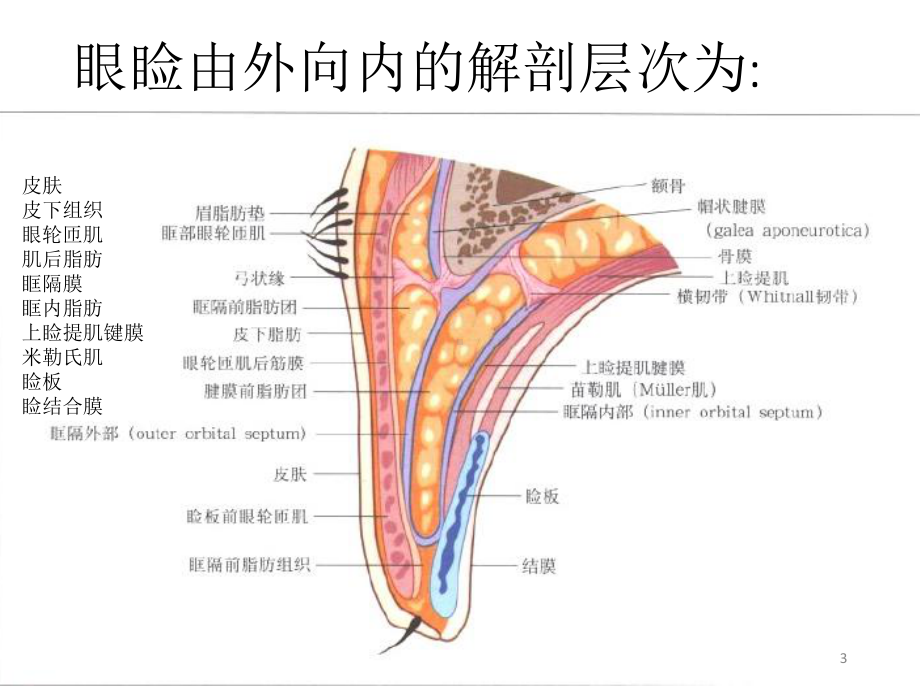 眼部解剖参考教学课件.ppt_第3页