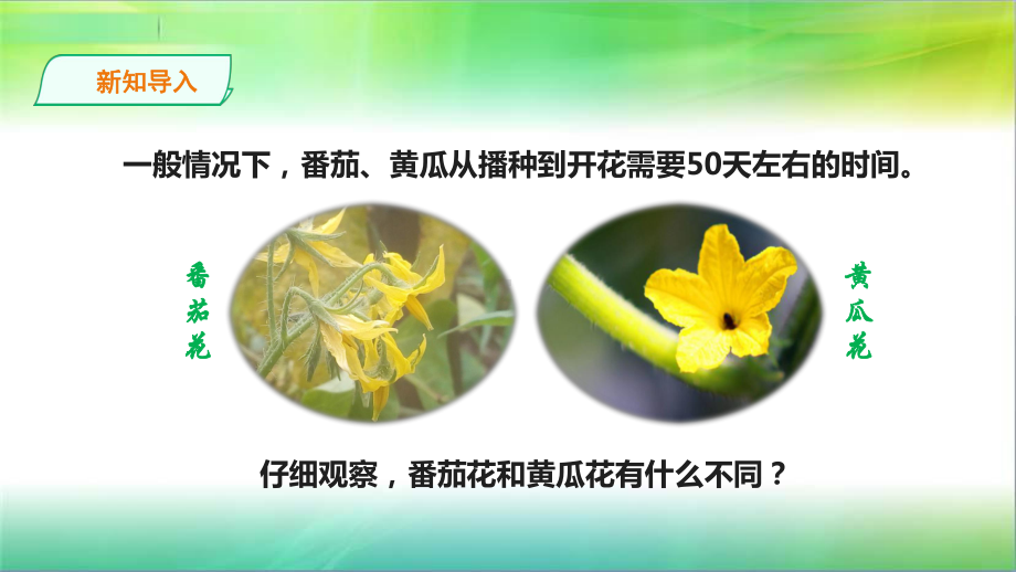 苏教版小学新版科学三年级下13《植物开花了》课件.ppt_第2页