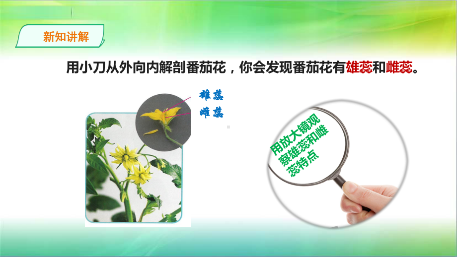 苏教版小学新版科学三年级下13《植物开花了》课件.ppt_第3页