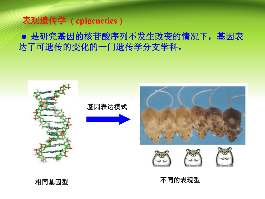 遗传学第11章表观遗传课件.ppt_第3页