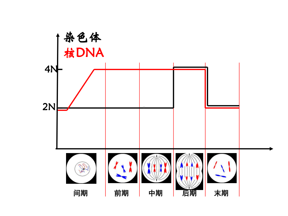 细胞分裂图像识别课件.ppt_第2页