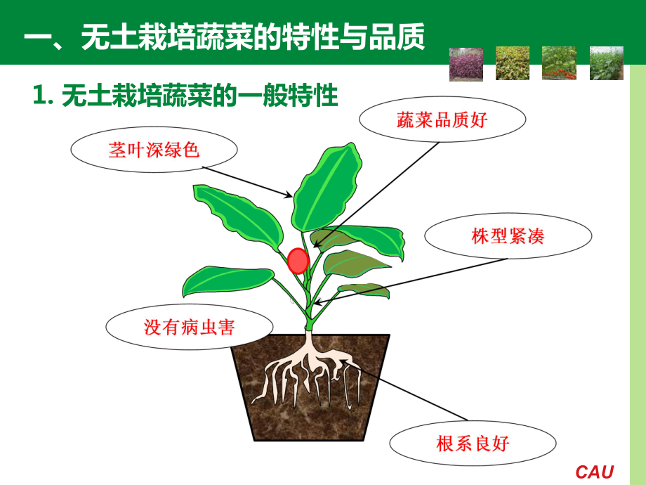 适合家庭园艺主要蔬菜种植技术讲座课件.ppt_第3页