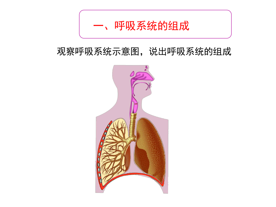 苏教版七年级生物下册4103人体和外界环境的气体交换课件.ppt_第3页