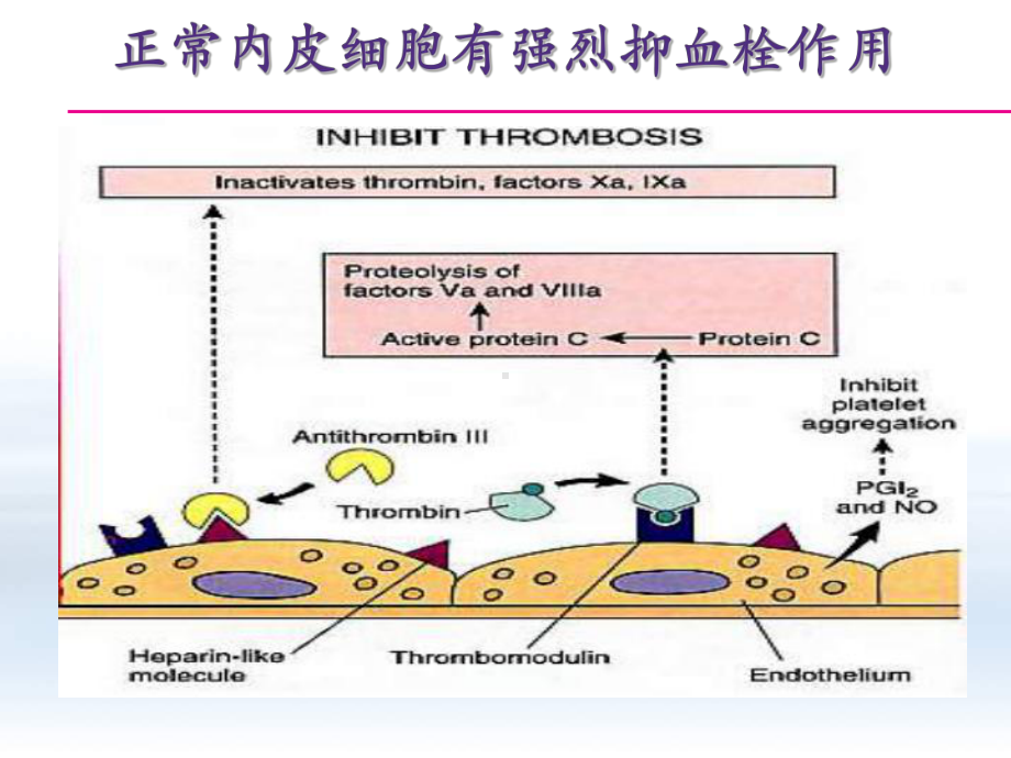 血栓形成及抗凝治疗[课件].pptx_第3页