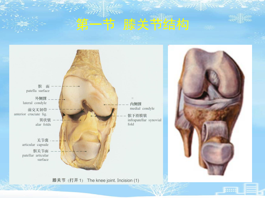 膝关节痛及运动疗法2021完整版课件.ppt_第2页