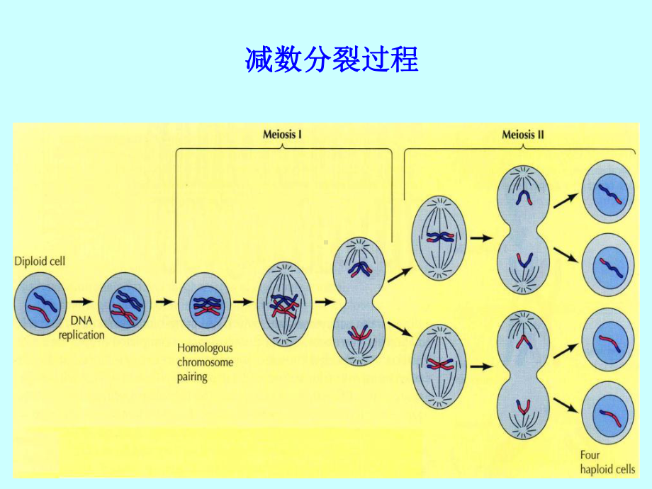 第11章2细胞增殖及其调控课件.pptx_第2页