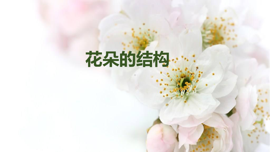 部编一年级下桂美《3-五彩缤纷的花朵》课件-一等奖新名师优质课获奖比赛公开下载.pptx_第3页