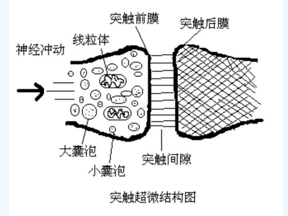 第七章-拟胆碱药和抗胆碱药-课件.ppt_第3页