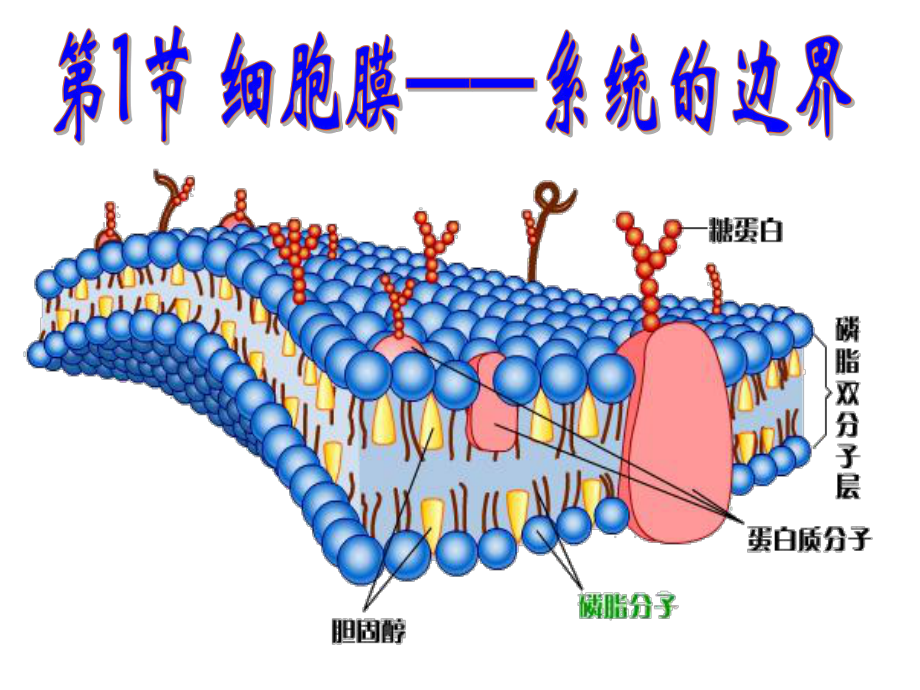 细胞膜系统的边界[课件].pptx_第1页