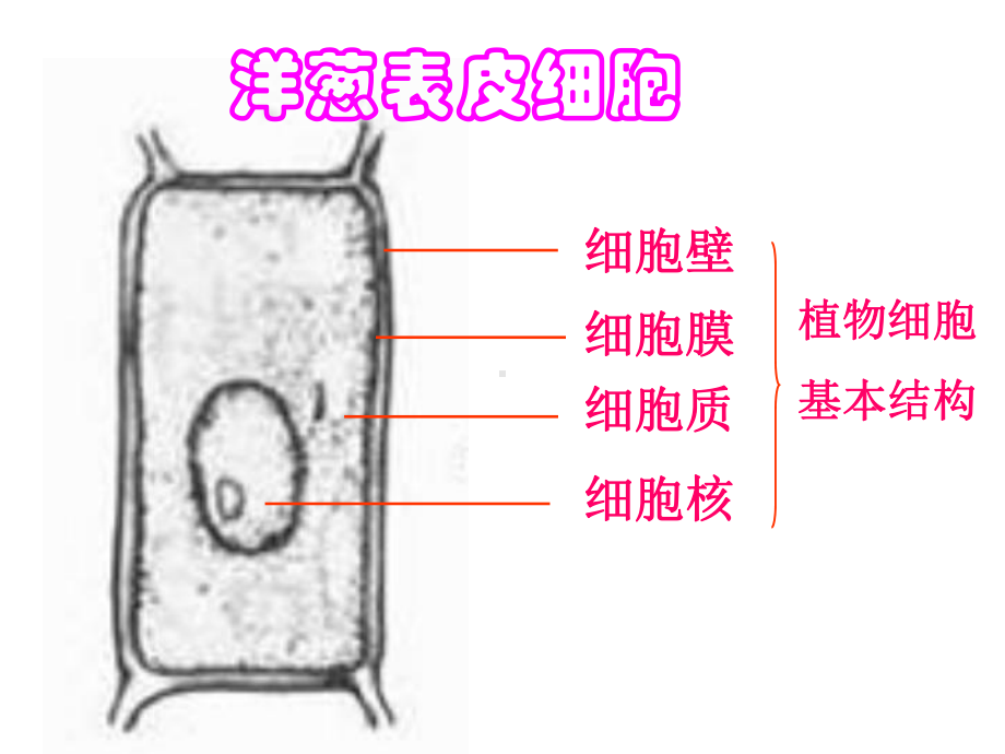 苏教版七年级上册生物课件31植物细胞的结构与功能-.ppt_第3页