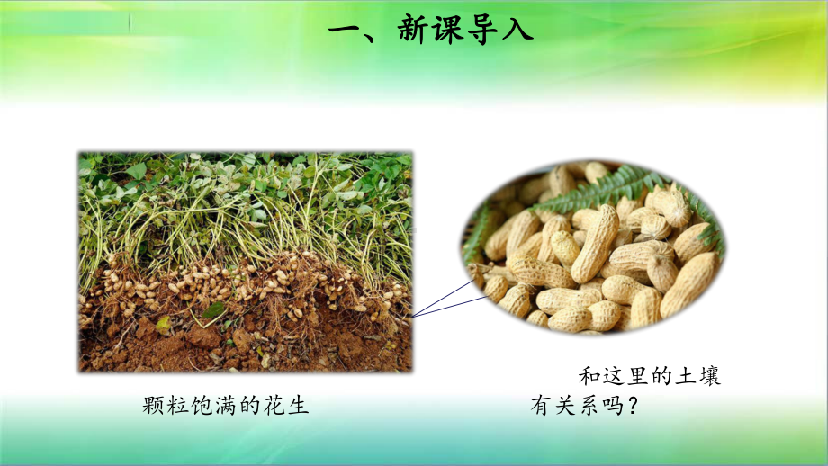 粤教版小学科学新版三年级下册科学3-土壤与植物-课件1.pptx_第2页