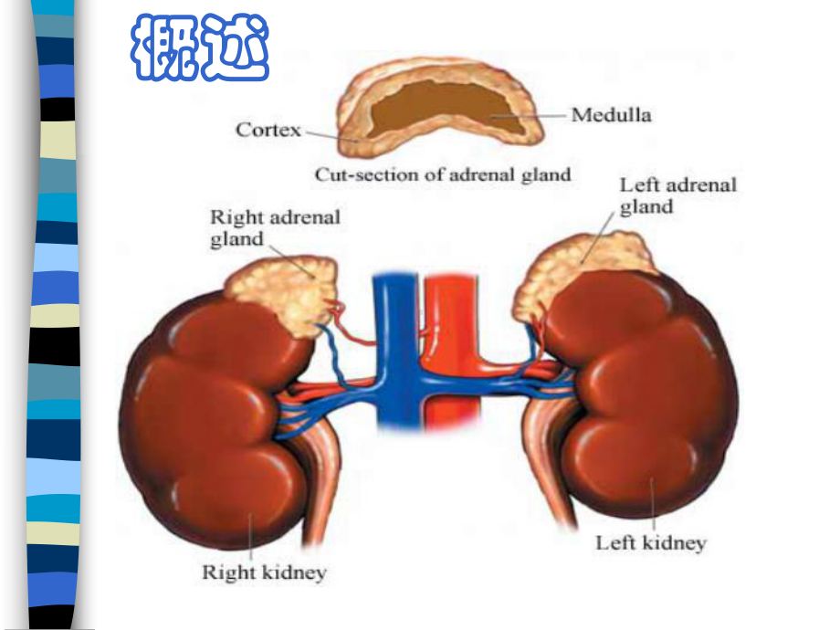 肾上腺肾功能检测全解课件.ppt_第2页
