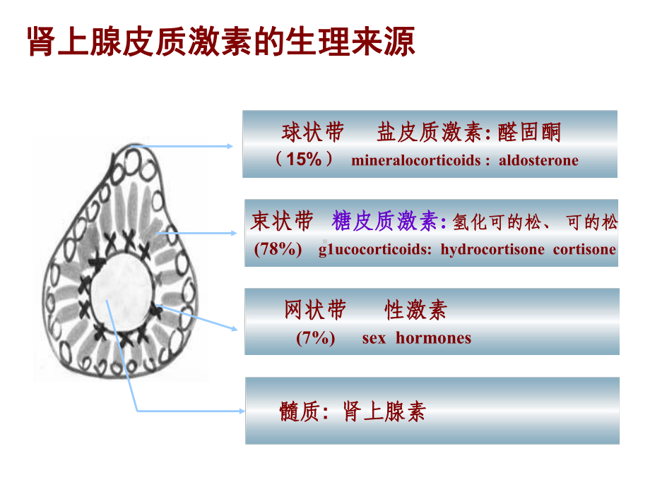 肾上腺肾功能检测全解课件.ppt_第3页