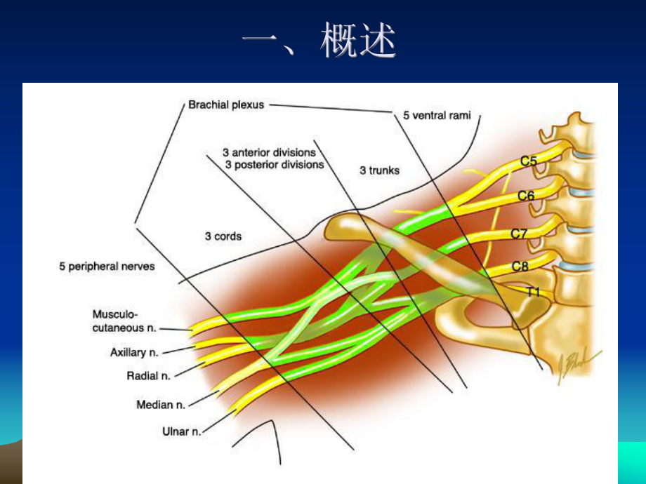 臂从损伤课件.ppt_第2页