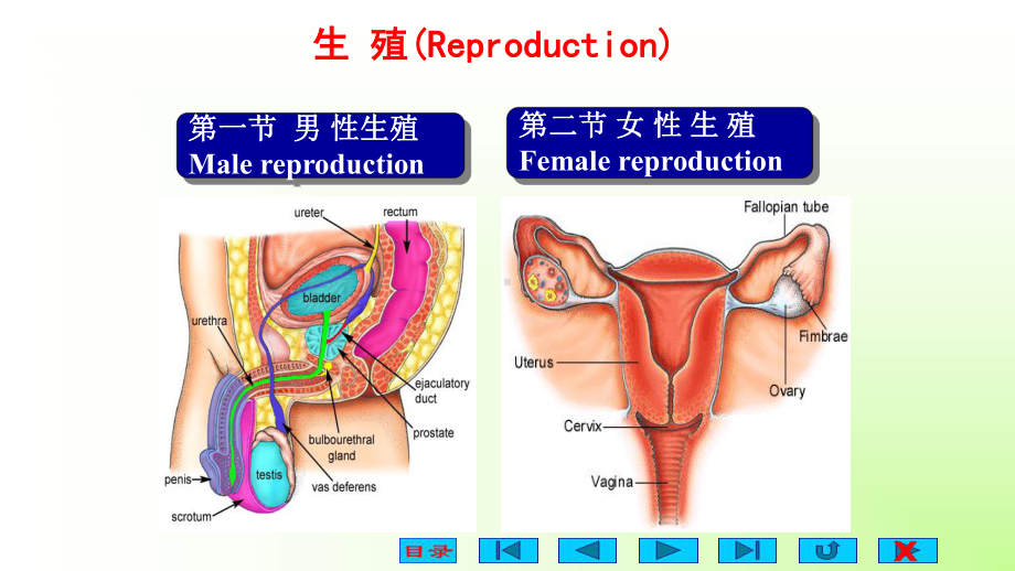 精编课件高中生物竞赛《动物生理学-生殖系统》教学课件.pptx_第2页