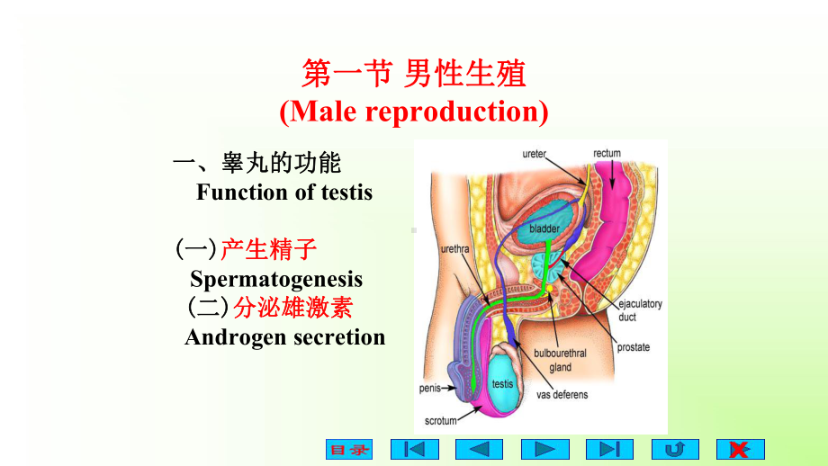 精编课件高中生物竞赛《动物生理学-生殖系统》教学课件.pptx_第3页