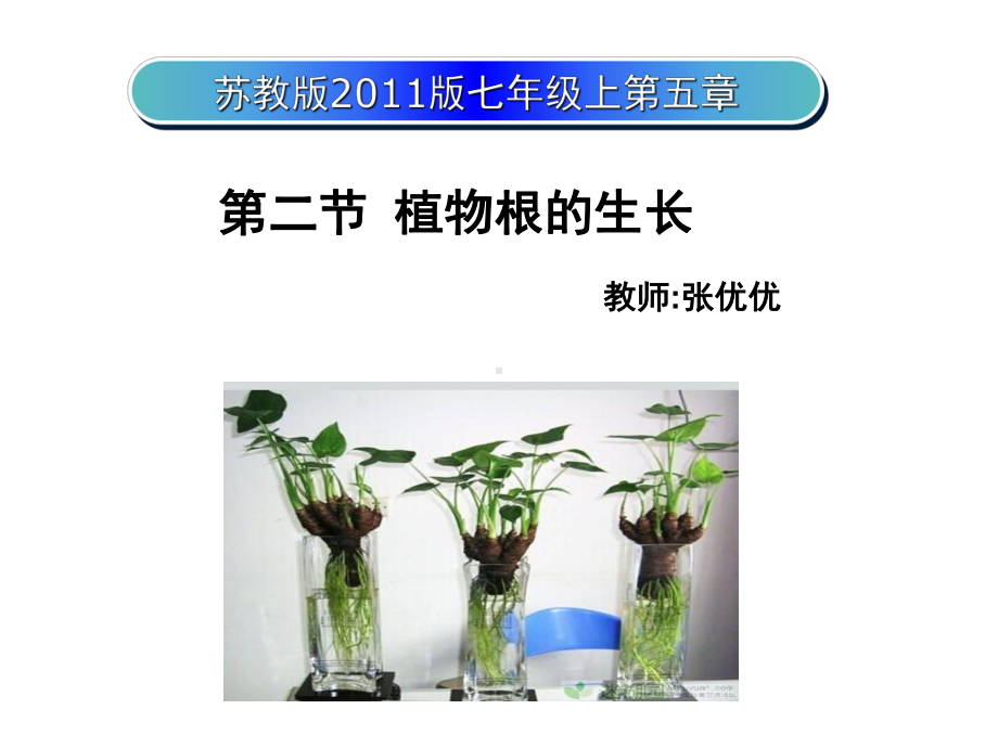 苏教版七年级上册生物：第二节-植物根的生长课件.ppt_第1页