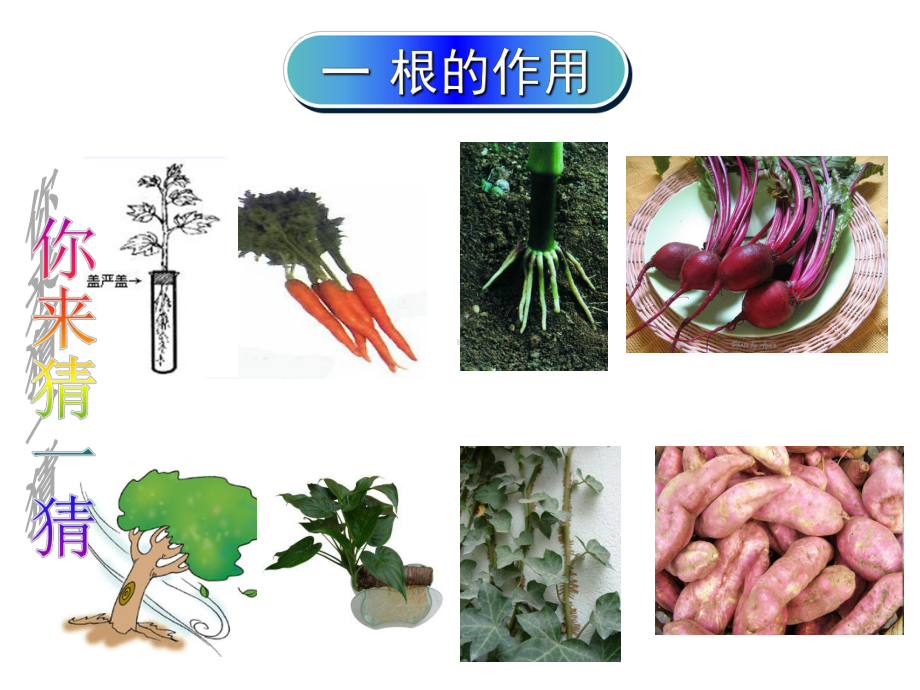 苏教版七年级上册生物：第二节-植物根的生长课件.ppt_第3页