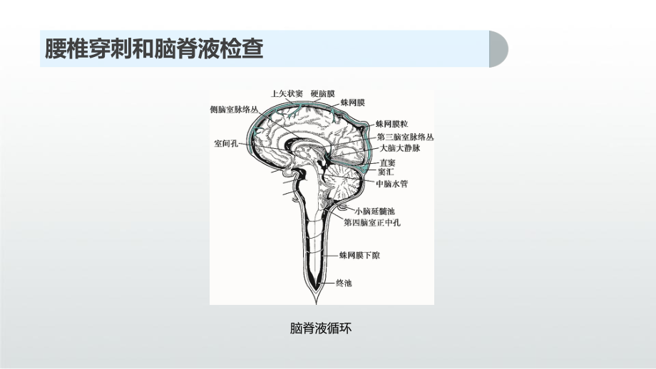 腰椎穿刺与脑脊液检查课件.pptx_第3页