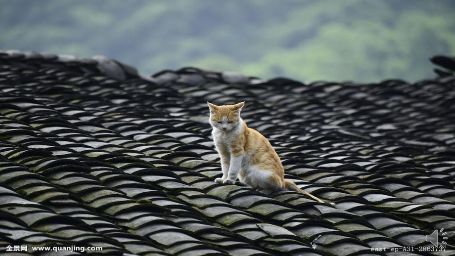 猫课件-小学课件.pptx_第1页