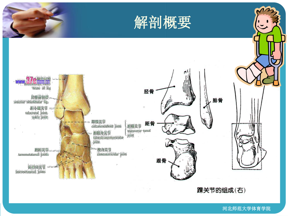 踝及足部损伤汇总课件.ppt_第2页